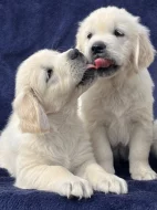 Zlatý retriever s PP