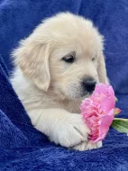Zlatý retriever s PP