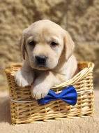Nabídka  štěněte labradorského retrievera