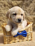 Nabídka  štěněte labradorského retrievera