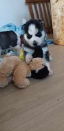 Sibiřský husky