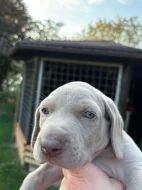 Výmarský ohař krátkosrstý s PP - pejsci
