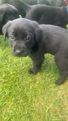 Labradorský retriever