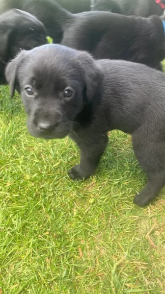 Labradorský retriever