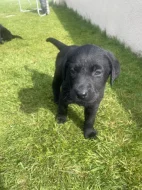 Labradorský retriever