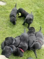 Labradorský retriever