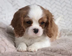 Kavalír king charles španěl