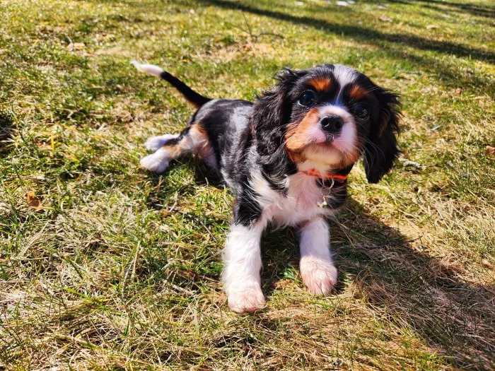 Kavalír king charles španěl