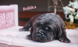 Labradorský Retriever s PP