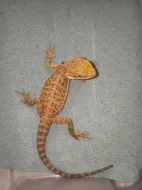 Agama vousatá