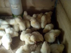 Brojlerová kuřata , výkrmové kachny , kuřičky , domácí vajíčka od slepic a křepelek, krmiva