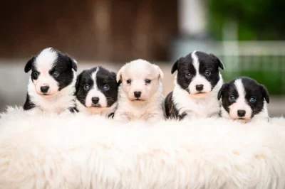 Štěňata Welsh Corgi Cardigan s PP