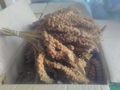 POZOR AKCE SENEGÁLSKÉ PROSO A PIŠKOT.