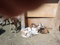 Letošní kůzlátka
