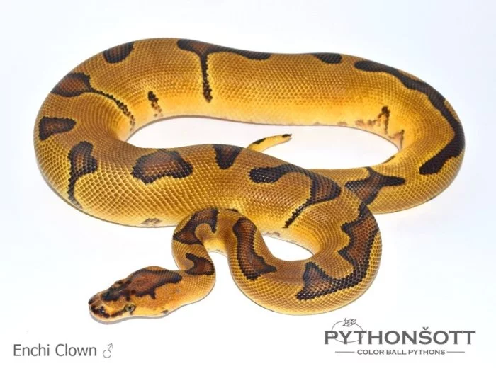 KRAJTA KRÁLOVSKÁ - Python regius