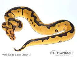 KRAJTA KRÁLOVSKÁ - Python regius