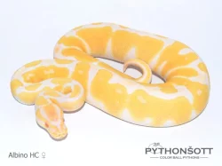 KRAJTA KRÁLOVSKÁ - Python regius