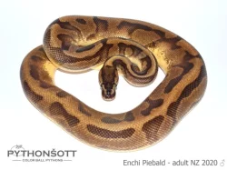 KRAJTA KRÁLOVSKÁ - Python regius