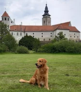 ZLATÝ RETRÍVR NABÍZÍ KRYTÍ