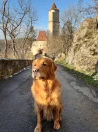 ZLATÝ RETRÍVR NABÍZÍ KRYTÍ