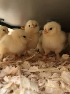 Faverolka zdrobnělá kuřata