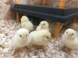 Faverolka zdrobnělá kuřata