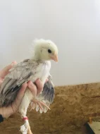 Faverolka zdrobnělá kuřata