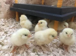 Faverolka zdrobnělá kuřata