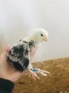 Faverolka zdrobnělá kuřata