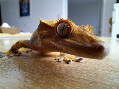 Pagekon řasnatý