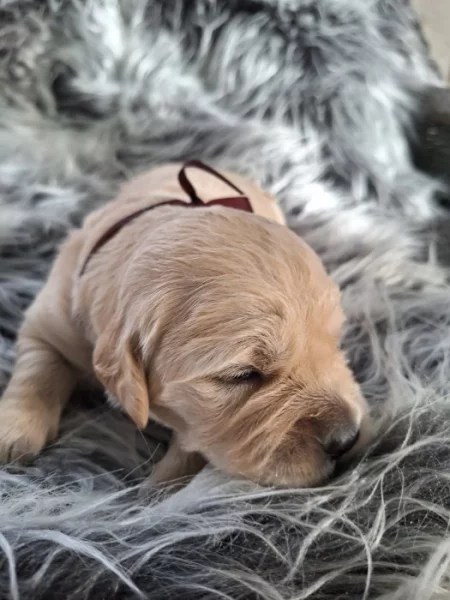 Golden retriever s průkazem původu