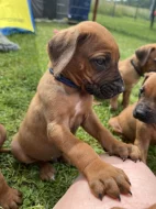 Štěňata Rhodéský  Ridgeback
