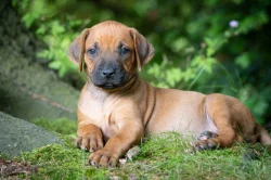 Štěně Rhodéský Ridgeback s PP