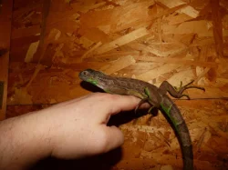 Leguán zelený (Iguana iguana)