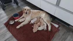 Stěně zlaty retriever