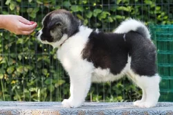 americká akita s PP