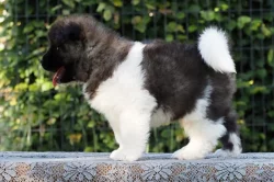 americká akita s PP