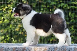 americká akita s PP