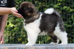 americká akita s PP