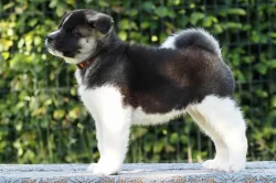 americká akita s PP