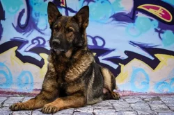 Německý ovčák s PP