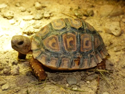 Želva pardálí (Stigmochelys pardalis)