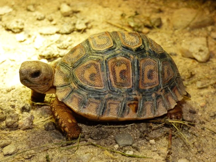 Želva pardálí (Stigmochelys pardalis)