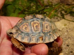 Želva pardálí (Stigmochelys pardalis)