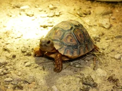 Želva pardálí (Stigmochelys pardalis)