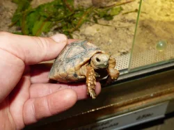 Želva pardálí (Stigmochelys pardalis)