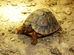 Želva pardálí (Stigmochelys pardalis)