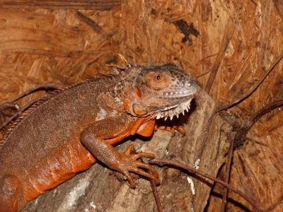 Červený leguán (Iguana iguana)