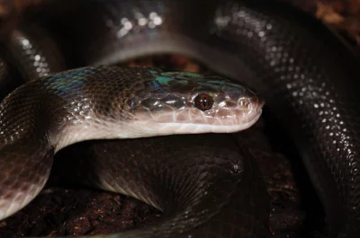 Boaedon fuliginosus