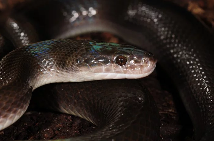 Boaedon fuliginosus